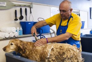 Dog groomer giving a dog a bath.